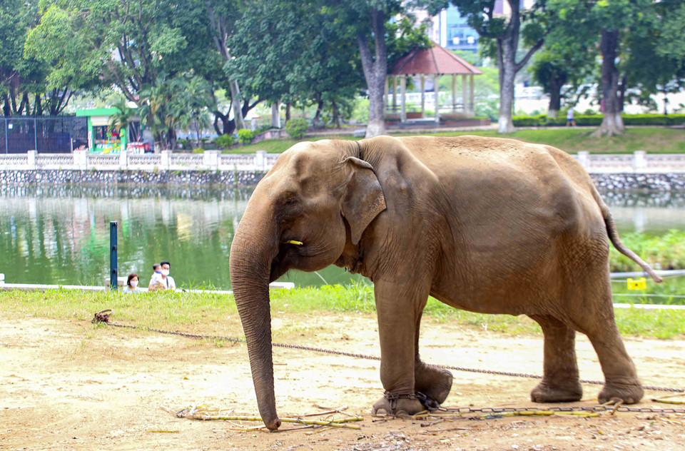 Do ảnh hưởng của dịch bệnh, dù đã mở cửa trở lại nhưng lượng khách đến vườn thú giảm hẳn so với thời điểm trước dịch. (Ảnh: Tuấn Đức/TTXVN)