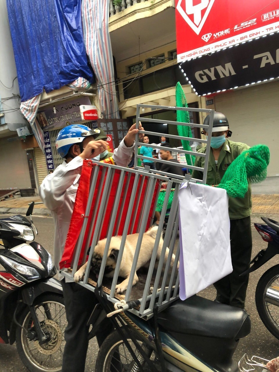 Chó thả rông bị bắt nhằm đảm bảo an toàn cho cộng đồng. (Ảnh TTXVN phát)