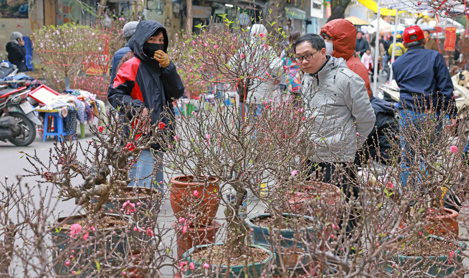Hoa đào được bày bán trên phố Hàng Lược. (Ảnh: Trần Việt/TTXVN)