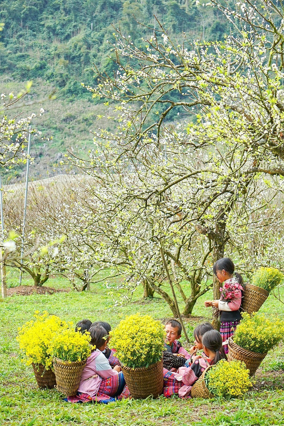 Vẻ đẹp tinh khôi của những bông hoa mận chớm nở tại thung lũng mận Nà Ka đón Xuân về. (Ảnh: Khánh Hòa/TTXVN)