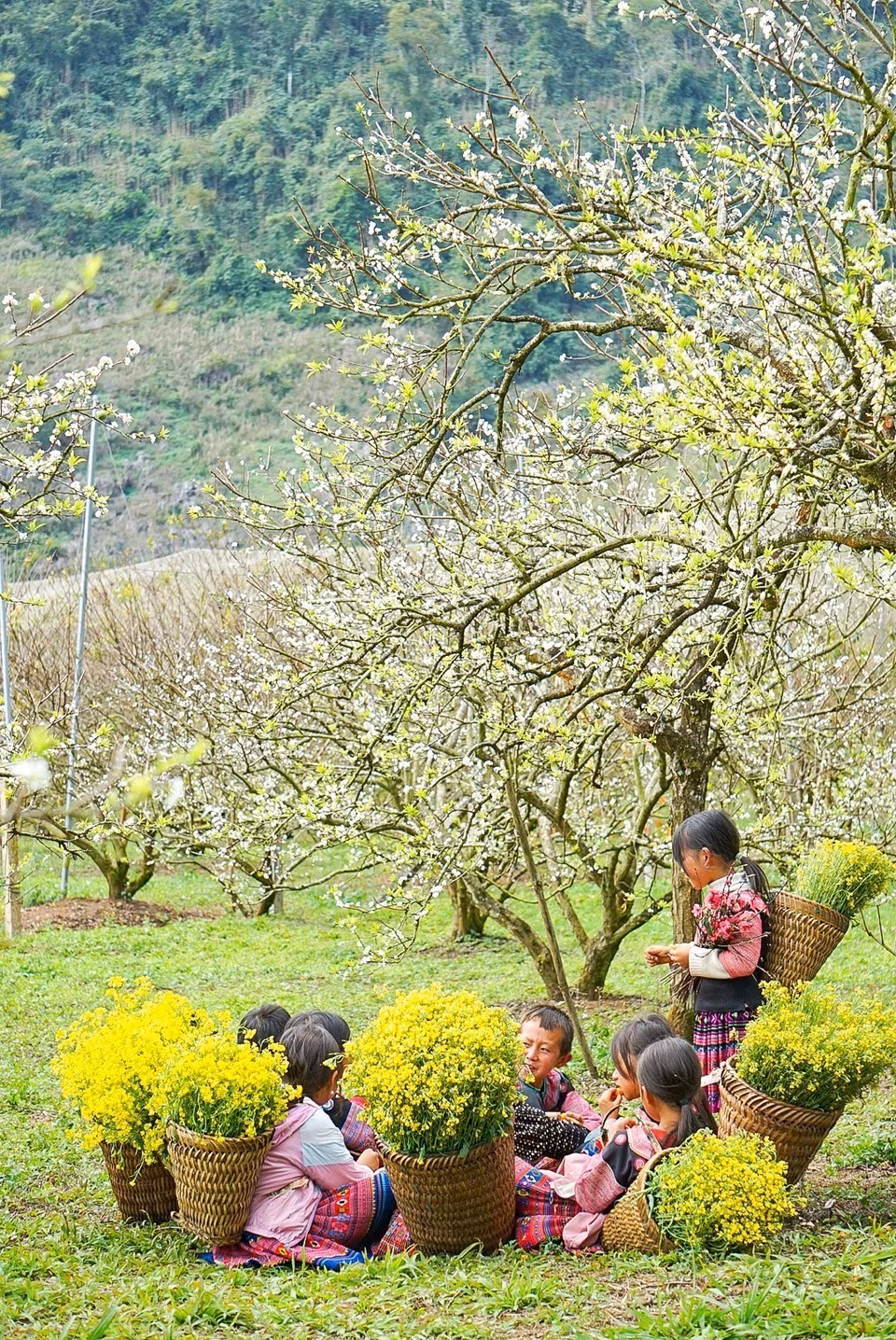 Vẻ đẹp tinh khôi của những bông hoa mận chớm nở tại thung lũng mận Nà Ka đón Xuân về. (Ảnh: Khánh Hòa/TTXVN)