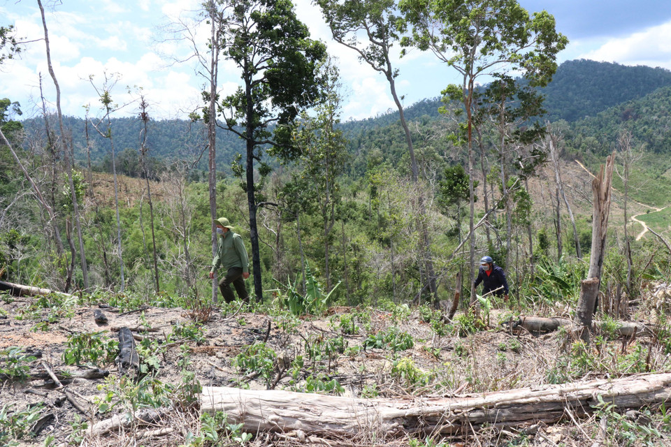 Theo thống kê, từ năm 2018 đến tháng 6/2021 tại khu vực giáp ranh giữa xã Cư Pui (huyện Krông Bông) và xã Cư Bông (huyện Ea Kar) đã xảy ra 80 vụ phá rừng, xâm chiếm đất rừng, với tổng diện tích bị thiệt hại hơn 207ha. (Ảnh: TTXVN)