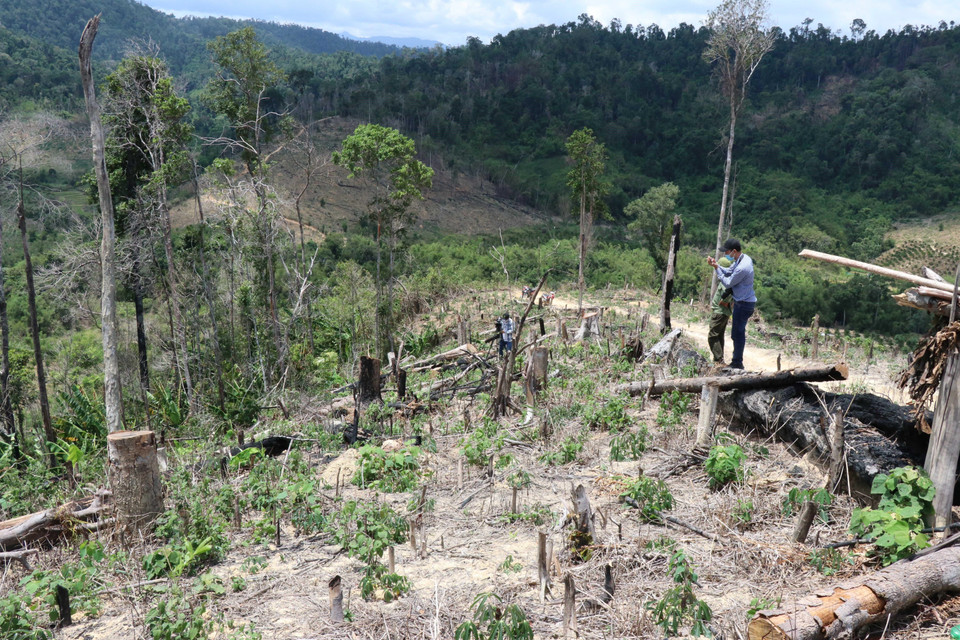 Những diện tích rừng bị tàn phá tại tiểu khu 704, xã Cư Bông (huyện Ea Kar) khu vực giáp ranh với xã Cư Pui (huyện Krông Bông), tỉnh Đắk Lắk. (Ảnh: TTXVN)