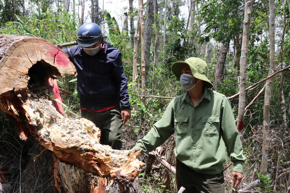 Từ nhiều năm nay, tình trạng phá rừng khu vực giáp ranh giữa hai huyện Ea Kar và Krông Bông (tỉnh Đắk Lắk) rất nghiêm trọng. (Ảnh: TTXVN)