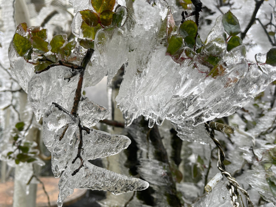 Băng giá xuất hiện dày đặc trên đỉnh Ô Quý Hồ. (Ảnh: Nguyễn Oanh-TTXVN)