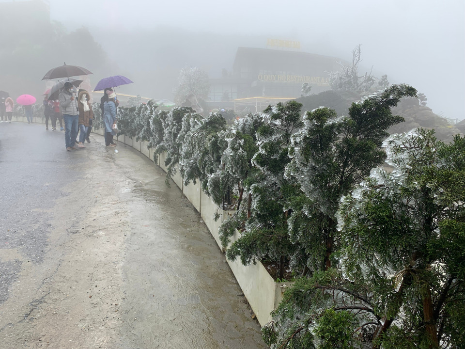 Băng giá xuất hiện dày đặc trên đỉnh Ô Quý Hồ. (Ảnh: Nguyễn Oanh-TTXVN)