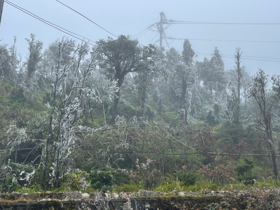 Băng giá xuất hiện dày đặc trên đỉnh Ô Quý Hồ. (Ảnh: Nguyễn Oanh-TTXVN)
