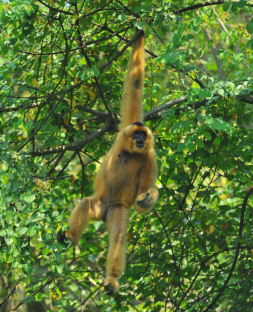 Trước khi thả hẳn về môi trường tự nhiên, các loại linh trưởng quý tại Trung tâm cứu hộ linh trưởng nguy cấp Cúc Phương sẽ được làm quen với môi trường bán hoang dã. Trung tâm cứu hộ linh trưởng nguy cấp Cúc Phương (Ninh Bình) hiện đang cứu hộ, nuôi giữ 198 cá thể thuộc 16 nhóm loài: voọc mông trắng, voọc Hà Tĩnh, chà vá chân xám và chà vá chân nâu, culi và vượn.... (Ảnh: Minh Đức/TTXVN)