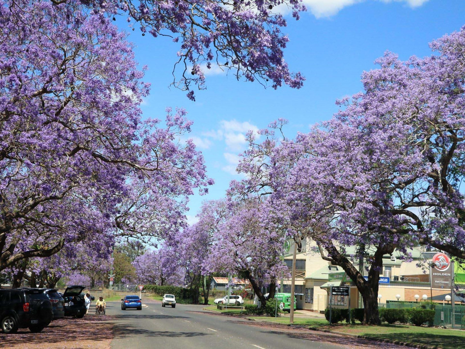 Một con phố ngập tràn hoa phượng tìm ở Grafton, Australia. (Ảnh: Nguyễn Minh/TTXVN)