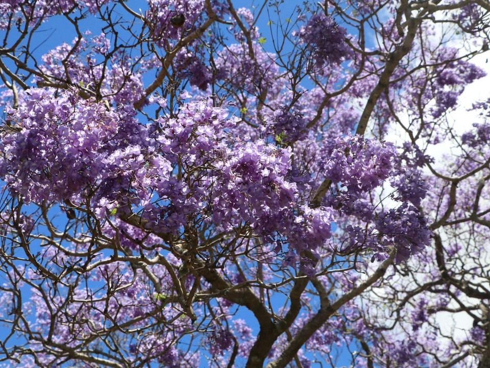 Hoa phượng tím nở rộ tại Grafton, Australia. (Ảnh: Nguyễn Minh/TTXVN)