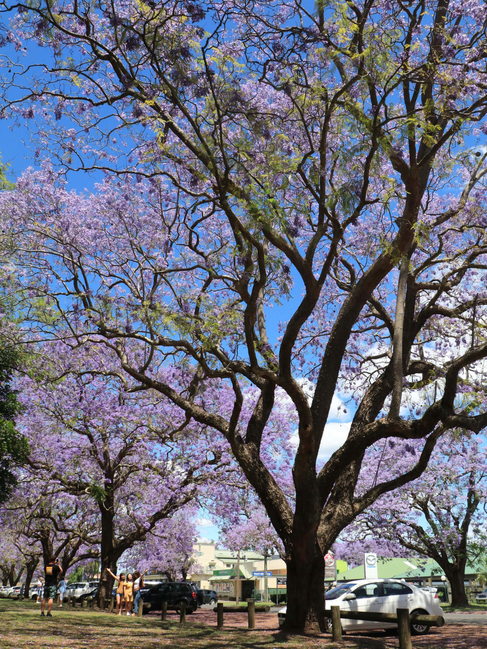 Hoa phượng tím ở Grafton, Australia. (Ảnh: Nguyễn Minh/TTXVN)