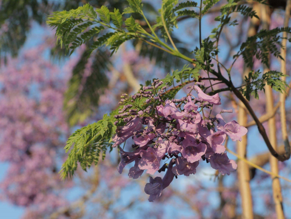Chùm hoa phượng tím ở Grafton, Australia. (Ảnh: Nguyễn Minh/TTXVN)