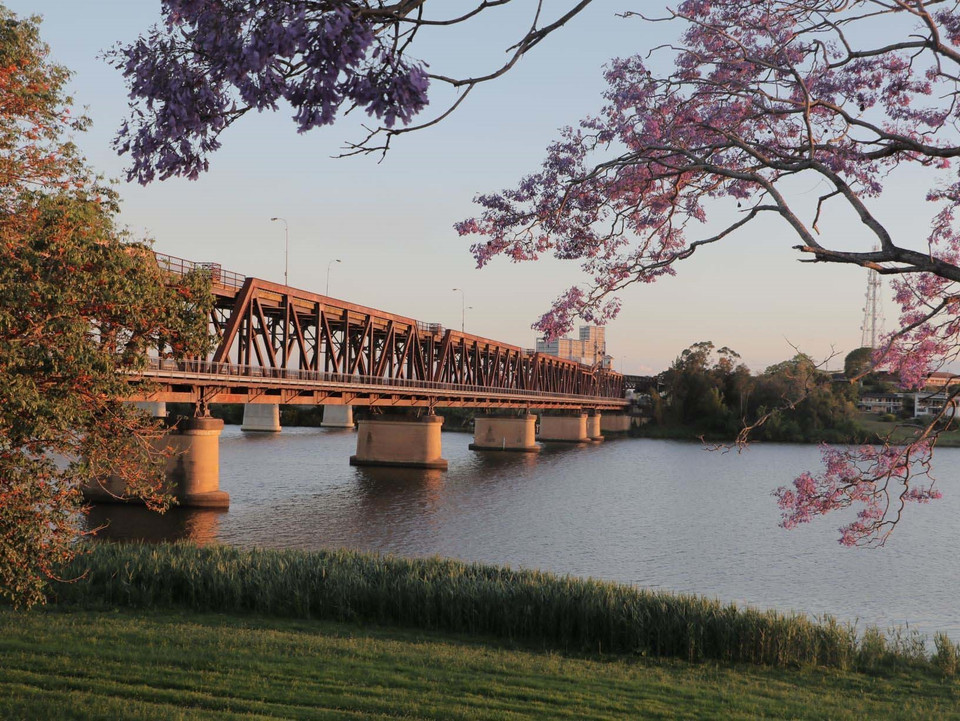 Hoa phượng tím tại đầu cầu cổ Grafton bắc qua sông Clerance, Australia. (Ảnh: Nguyễn Minh/TTXVN)