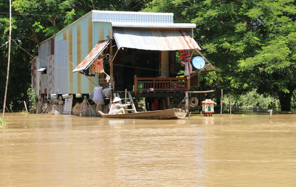 Mùa lũ, tất cả nhà của bà con ở 2 ấp Vĩnh Hòa và Vĩnh An, xã Vĩnh Hội Đông, huyện An Phú, tỉnh An Giang, dọc theo kênh Ngọn Cả Hàng đều bị nước lũ chia cắt, hoạt động đi lại phải dùng thuyền hoặc vỏ lãi. (Ảnh: Công Mạo/TTXVN)
