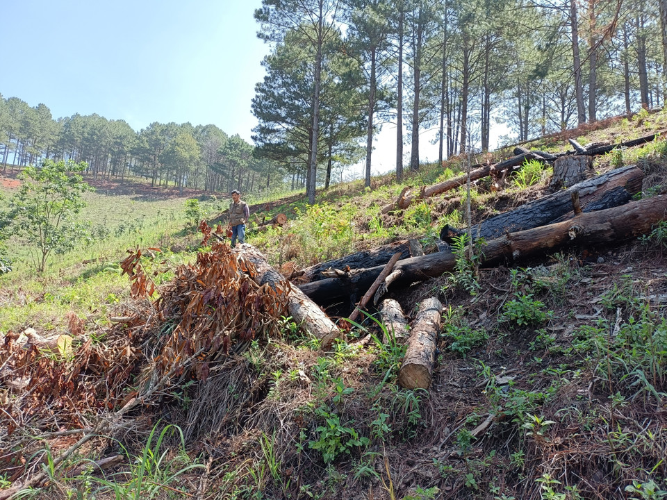 Tại hiện trường, có ít nhất 20 cây thông khoảng 20 năm tuổi đã bị cửa hạ, đốt cháy. (Ảnh: Đặng Tuấn/TTXVN)