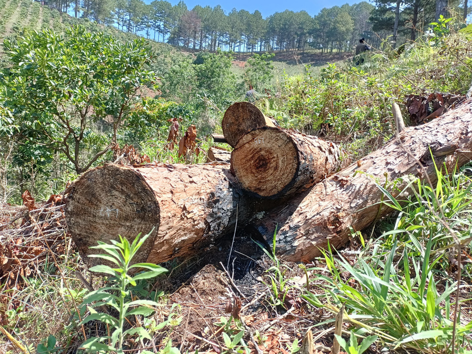 Tại hiện trường, hàng chục cây đã bị cưa hạ. (Ảnh: Đặng Tuấn/TTXVN)