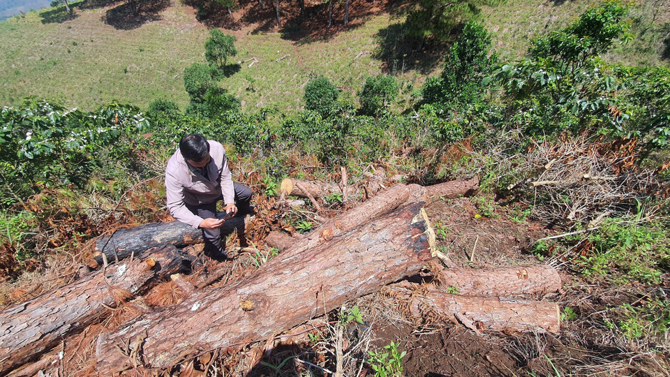 Tại hiện trường, hàng chục khúc thông có đường kính 20-45cm bị đốt cháy. (Ảnh: Đặng Tuấn/TTXVN)