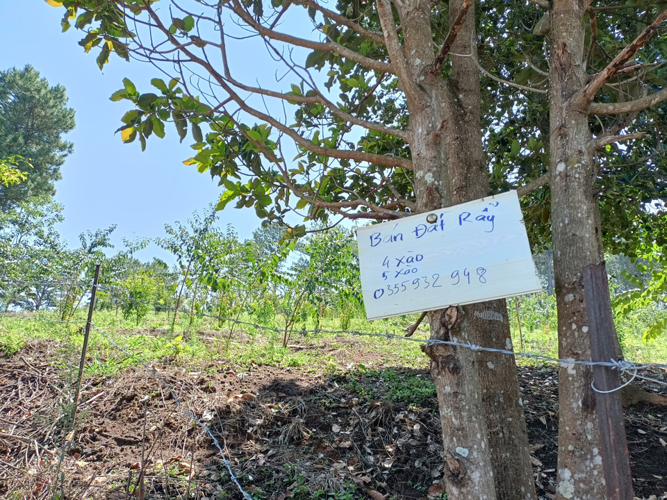 Một biển rao bán đất rẫy gần khu vực rừng thông bị đốn hạ.(Ảnh: Đặng Tuấn/TTXVN)