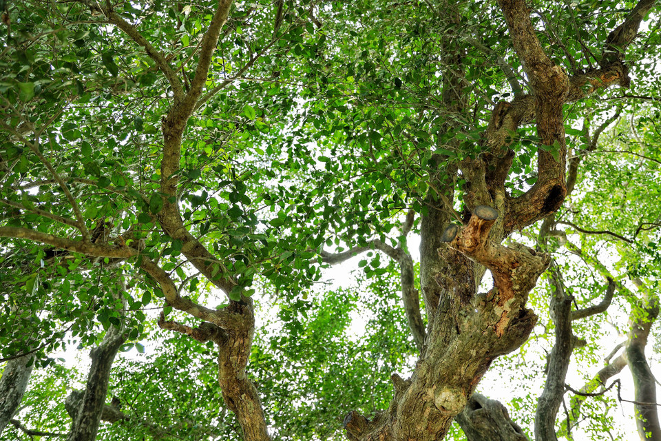 Hàng duối trồng liền nhau, thân có đường kính lớn từ 1-2 vòng tay người ôm, chiều cao khoảng 6m. Tán cây sum suê, lá duối hình trứng nhọn, dài 3-7 cm, rộng khoảng 2-3cm, mép có răng khía. (Ảnh: Xuân Mai/Vietnam+)