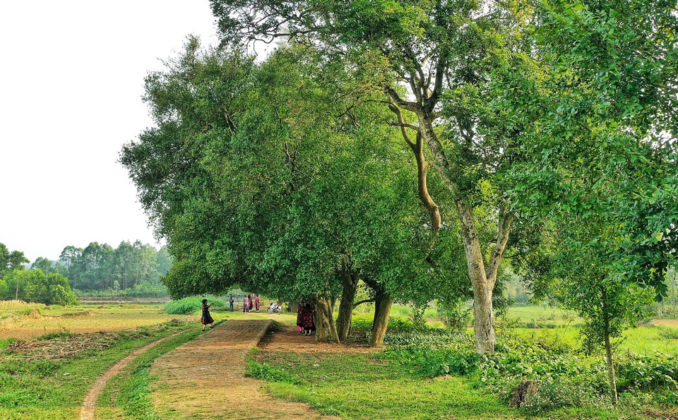 Đến nay chỉ còn 15 cây duối còn sống xanh tốt. Trước đó, 3 cây đã bị chết do 'tuổi già' và sâu bệnh. (Ảnh: Xuân Mai/Vietnam+)