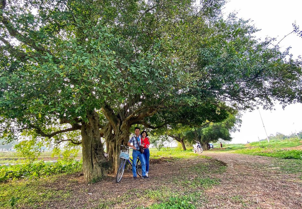 Những du khách trẻ còn gọi hai cây duối lớn mọc sát nhau, thế đan cài là gốc cây tình yêu và rất thích chụp hình lưu niệm ở đây. (Ảnh: Xuân Mai/Vietnam+)
