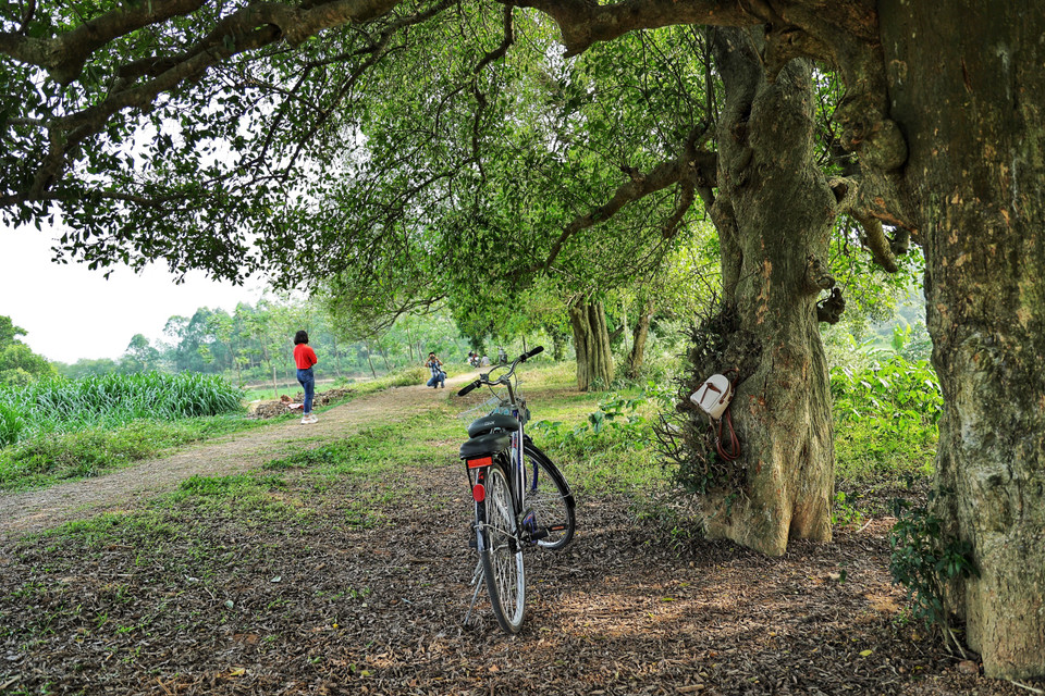Loài cây này xuất hiện nhiều ở vùng đất khô miền Đông Nam Á, Philippines, Trung Quốc và Ấn Độ. (Ảnh: Xuân Mai/Vietnam+)