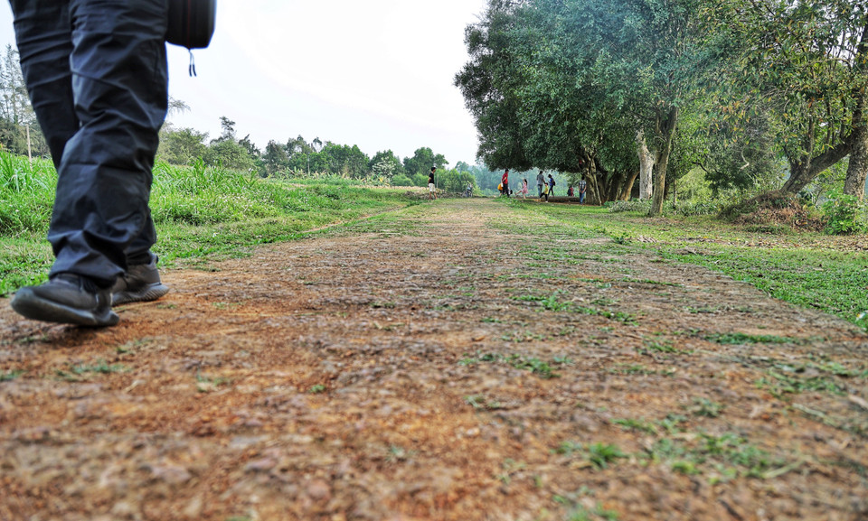 Lối đi dọc rặng duối là hàng gạch đá ong - một 'đặc sản' của Đường Lâm. (Ảnh: Xuân Mai/Vietnam+)