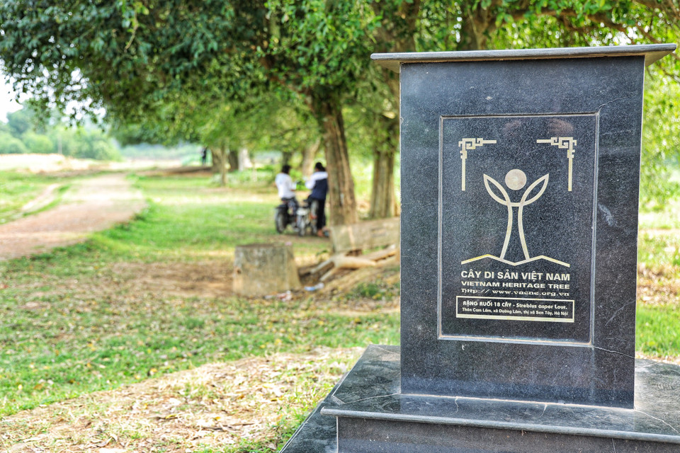 Rặng duối được công nhận là cây di sản nhằm bảo tồn nguồn gen thực vật quý hiếm. Hiện Việt Nam đã có gần 70 cây đa, thị, lim, nghiến, gạo, thông, duối, muỗm... được công nhận là Cây di sản. (Ảnh: Xuân Mai/Vietnam+)