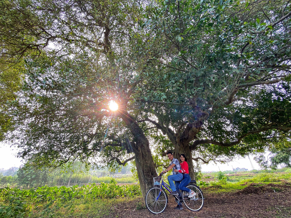 Trải qua cả nghìn năm lịch sử, người dân Đường Lâm luôn canh gác, bảo vệ không cho ai xâm phạm, làm hư hại rặng duối. Vào dịp cuối tuần, nơi đây trở thành điểm đến thu hút khách thập phương dừng chân, đặc biệt là các cặp đôi. (Ảnh: Xuân Mai/Vietnam+)