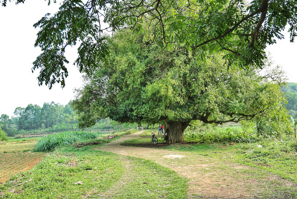 Ngày 22/4/2011, Hội Bảo vệ thiên nhiên và Môi trường Việt Nam (VACNE), Liên hiệp các Hội Khoa học và kỹ thuật Hà Nội phối hợp với Ủy ban Nhân dân Thị xã Sơn Tây đã tổ chức Lễ vinh danh, công nhận cây di sản Việt Nam cho rặng duối cổ này. (Ảnh: Xuân Mai/Vietnam+)