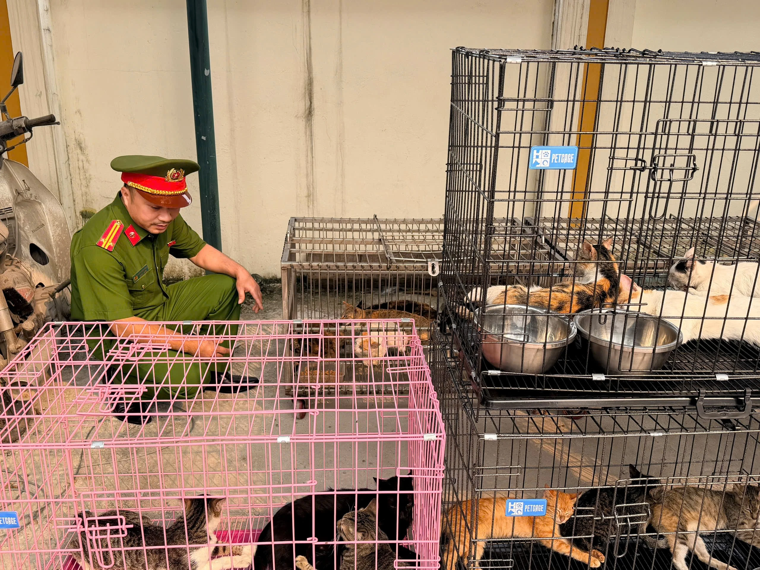 Hà Nội Triệt Phá Ổ Nhóm Trộm Mèo Quy Mô Lớn, Tiêu Thụ Hơn 300 Con