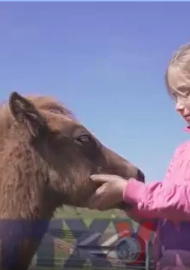 Ấn tượng giống ngựa lùn linh vật của vùng đất hoang sơ Shetland