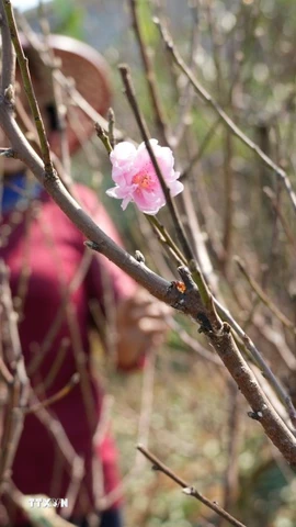Những cánh đào nở sớm báo hiệu mùa Xuân đang đến rất gần. (Ảnh minh họa: Hoa Mai/TTXVN)