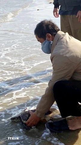 Cá thể rùa biển được thả về môi trường tự nhiên. (Ảnh: TTXVN phát)