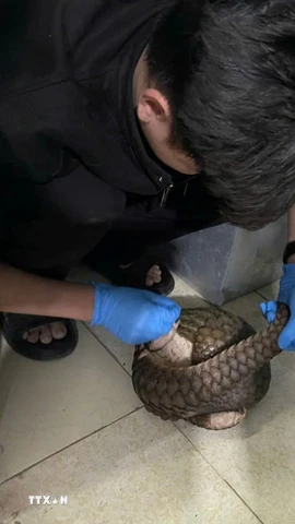 Một cá thể tê tê Java được giải cứu kịp thời. (Ảnh: TTXVN phát)