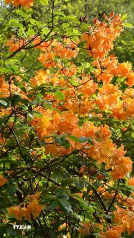 Hoa đỗ quyên rực rỡ trong công viên hoàng gia Richmond ở London (Anh). (Ảnh: Minh Hợp/TTXVN)