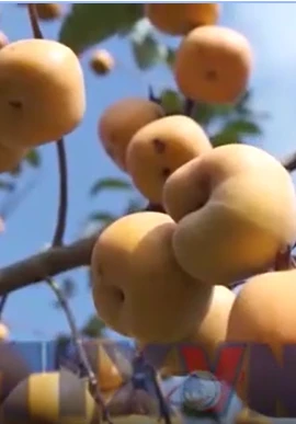 Khám phá mùa hồng chín trên cao nguyên Mộc Châu