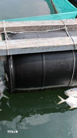 Cá chim trắng chết nổi trắng tại tiểu khu 3, sông Chà Và, xã Long Sơn, Thành phố Hồ Chí Minh. (Ảnh: Hoàng Nhị/TTXVN)