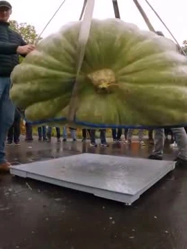 Ba Lan: Ấn tượng quả bí ngô nặng kỷ lục tới 546 kg 
