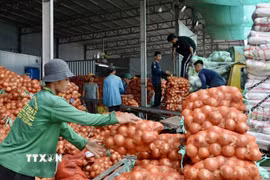 Công nhân chuẩn bị hàng nông sản xuất khẩu sang Campuchia qua Cửa khẩu Khánh Bình, tỉnh An Giang. (Ảnh: Thanh Sang/TTXVN)