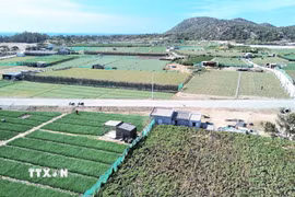 Khu vực đất sản xuất nằm trong vùng quy hoạch xây dựng dự án Nhà máy điện hạt nhân Ninh Thuận 2. (Ảnh: Nguyễn Thành/TTXVN)