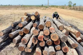 Số gỗ, củi được cắt khúc, xếp đống tại khu vực rừng giáp ranh giữa xã Ia Lâu và xã Ia Le, tỉnh Gia Lai. (Ảnh: Hoài Nam/TTXVN)