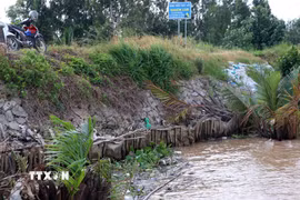 Sạt lở ăn sâu vào chân đê buộc người dân và chính quyền địa phương phải dùng cừ tràm, lưới bạt gia cố tạm thời. (Ảnh: Trung Kiên/TTXVN)