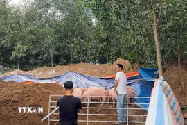 Tiêu hủy lợn nhiễm chất cấm tại xã Hưng Thịnh, thành phố Đồng Nai. (Ảnh: Công Phong/TTXVN)