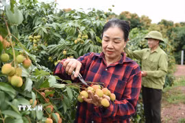 Người dân chăm sóc vườn vải. (Ảnh: Thanh Thương/TTXVN)