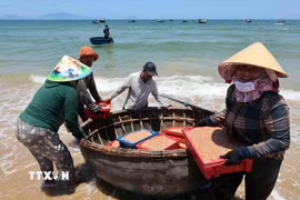 Niềm vui của ngư dân xã Duy Nghĩa, thành phố Đà Nẵng trúng đậm vụ khai thác ruốc biển. (Ảnh: Đỗ Trưởng/TTXVN)