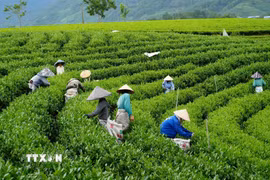 Nông dân xã La Bằng thu hái chè. (Ảnh: Hoàng Nguyên/TTXVN)