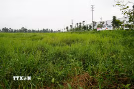 Bên cạnh nhà máy là nhiều diện tích đất nông nghiệp bị bỏ hoang. (Ảnh: Mạnh Khánh/TTXVN)