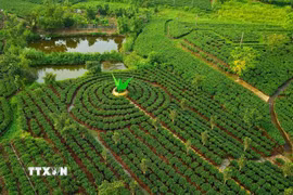 Một góc vùng chè Tân Cương, Thái Nguyên. (Ảnh: Minh Đức/TTXVN)