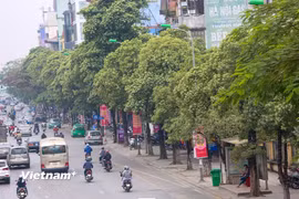 Hoa sữa trên một tuyến phố ở Hà Nội. (Nguồn: Vietnam+)
